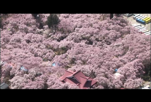 高遠城址公園　桜満開