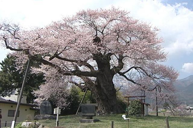 権現桜　見頃