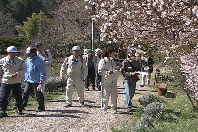 箕輪町でさくらの観察会