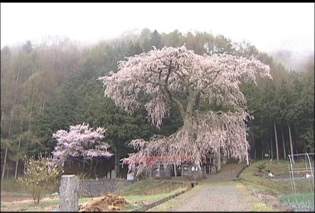 水上熊野神社の枝垂れ桜見ごろ