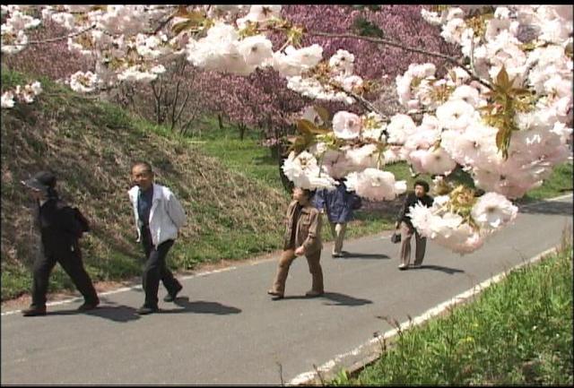 花の丘公園　八重桜一部満開