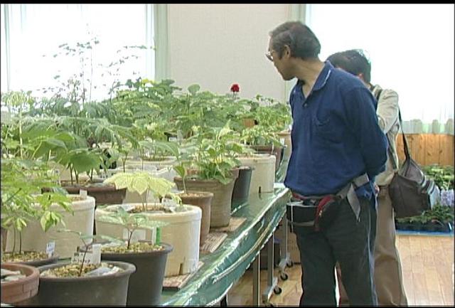 西駒山草会　山野草展