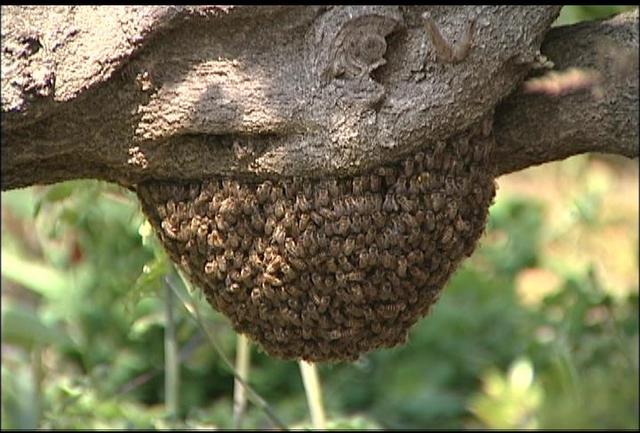 ミツバチの分蜂始まる