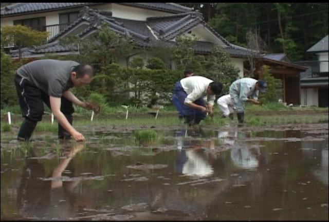 伊那米試験地で田植え竏衷繹ﾉ那に適した苗を調査