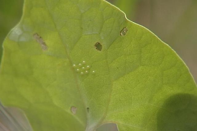 ヒメギフチョウの卵、鹿嶺高原で300個以上確認