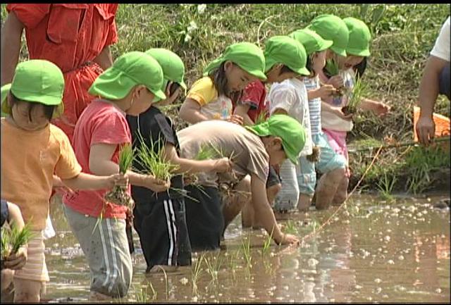 手良保育園の園児が田植え