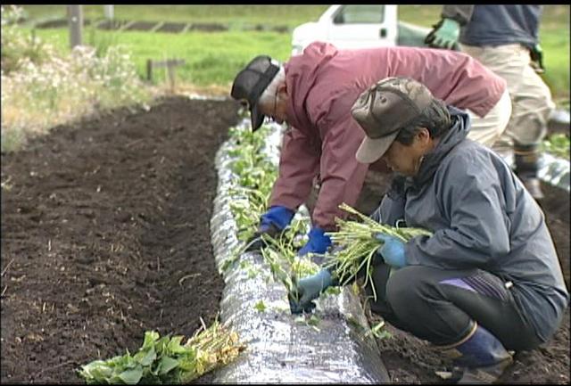 箕輪町で焼酎イモの植え付け作業