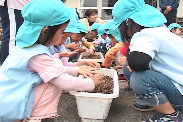 大萱保育園でアマランサスの種まき