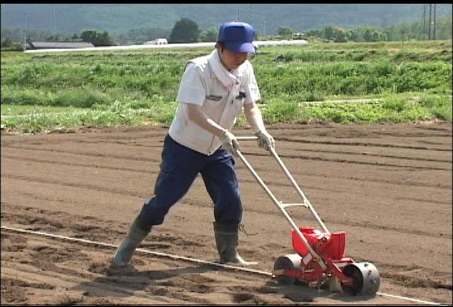 アマランサス種まき