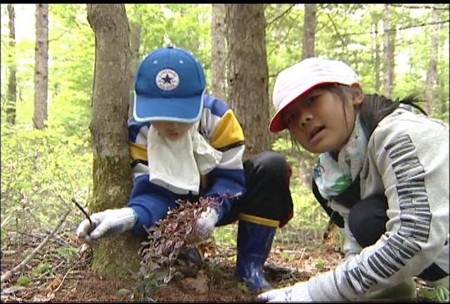 小学生が入笠山にミヤマシロチョウのえさとなるメギの木を植樹