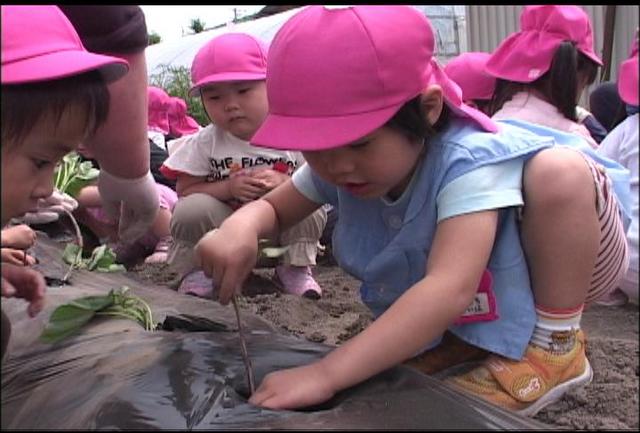 村南部保育園でサツマイモ植え