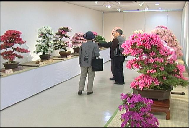 伊那愛樹会のさつき盆栽展はじまる