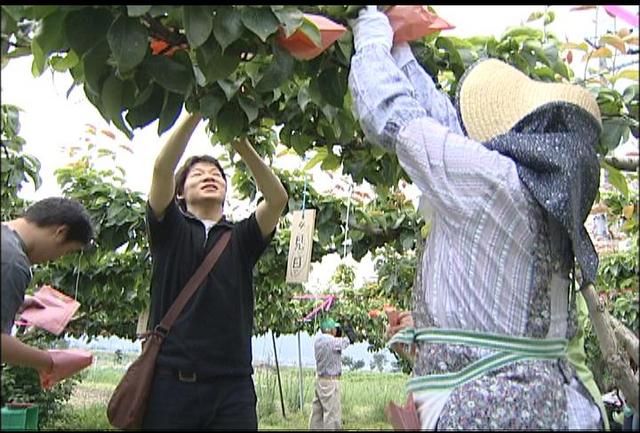 梨オーナーが袋かけ体験