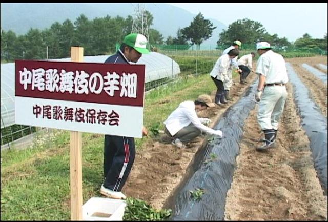 中尾歌舞伎ふるさとおこし協議会<br>オリジナル焼酎づくりへサツマイモ植え