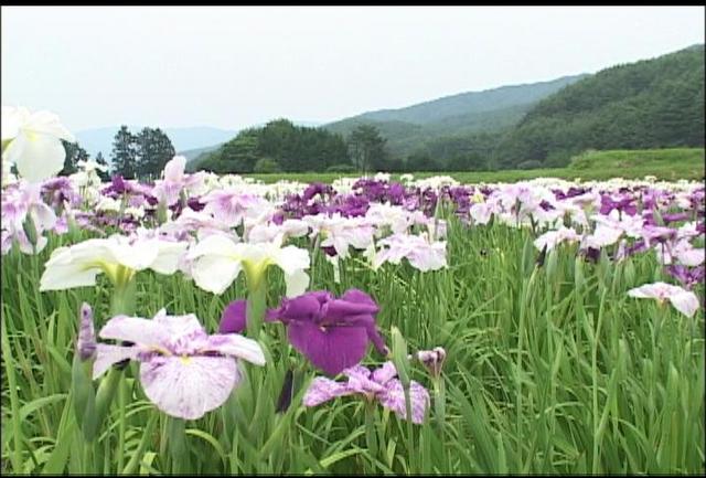 伊那市富県の休耕田でハナショウブ見ごろ