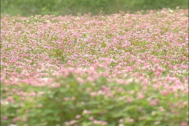 上古田で赤ソバの花咲く