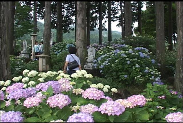 伊那市の深妙寺　アジサイ見ごろ