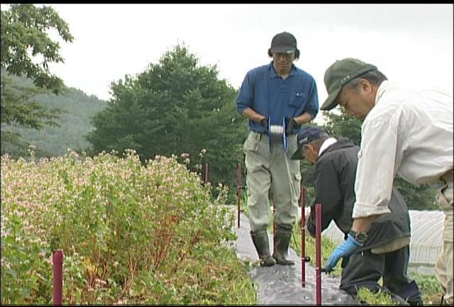 赤そば畑に電気柵設置