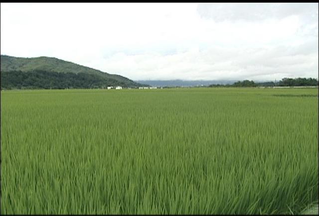 長雨日照不足対策会議