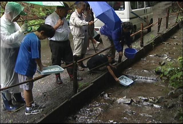 伊那東小の児童がカワニナを放流