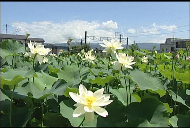 ハスの花見ごろ