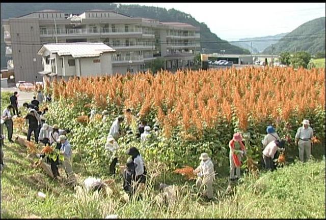 雑穀の先進地長谷視察