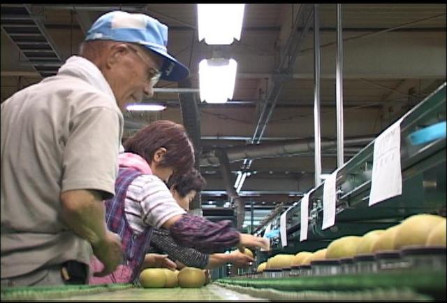 早生種の梨「幸水」出荷ピーク