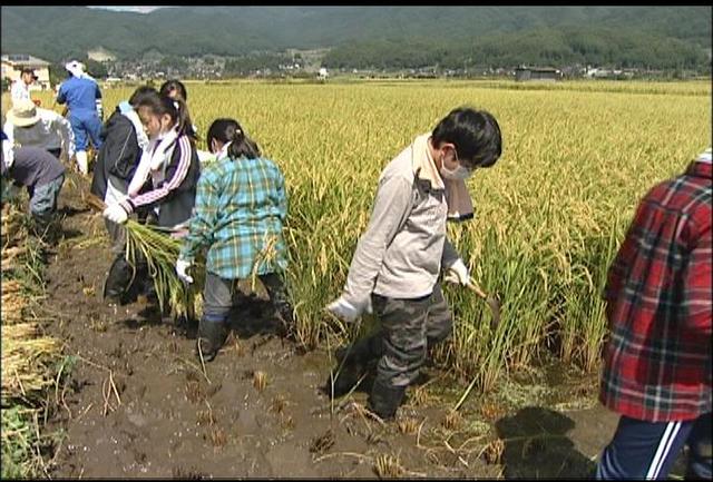 新宿区の児童が稲刈り体験