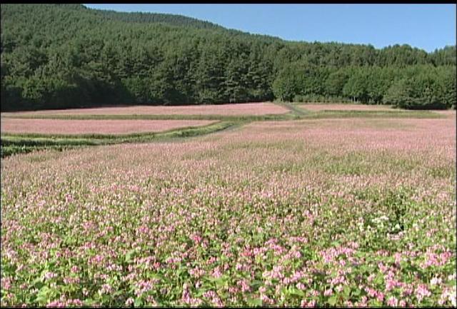 上古田赤そばの里　見頃間近