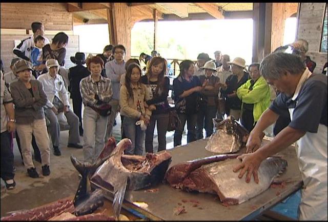 萱野高原でマグロ解体ショー