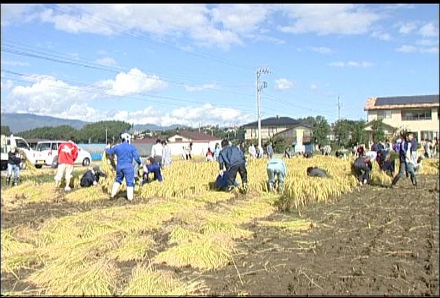 国際協力田の稲刈り作業