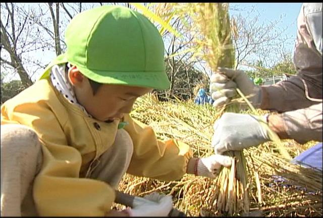 手良保育園の園児が稲刈り