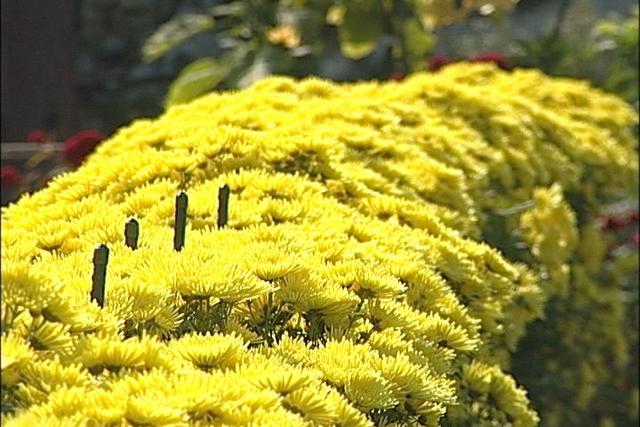 辻元武良さんの菊見ごろ