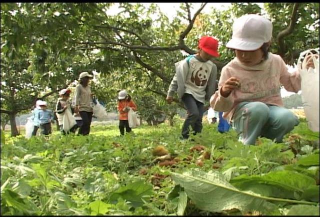 箕輪西小児童が栗拾い