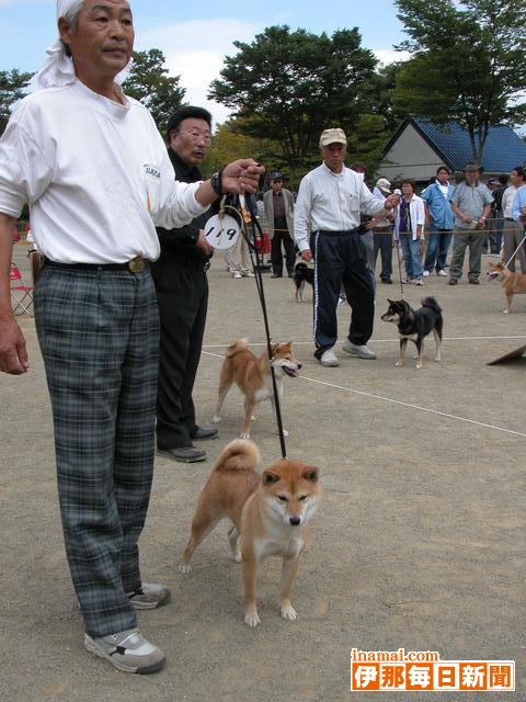 柴・紀州・四国…自慢の日本犬170匹集う