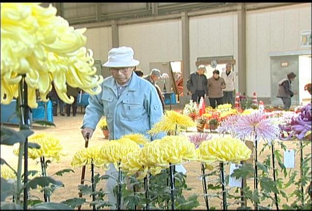 伊那千秋会菊花大展示会