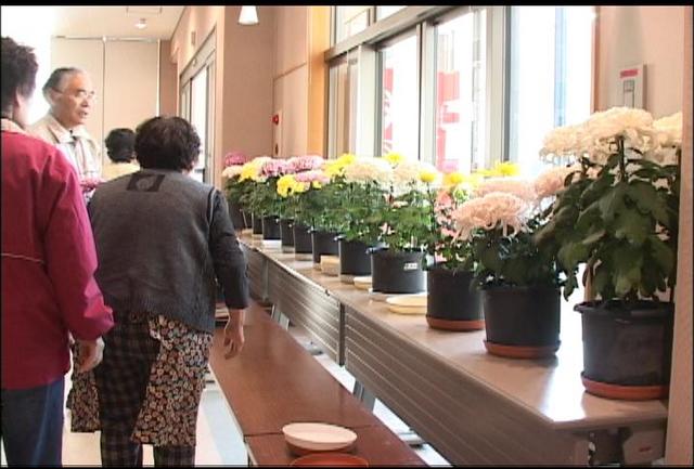 高尾町菊づくりの会展示会