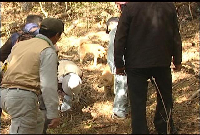 北海道犬による野生動物の追払い<br>来年度から本格化