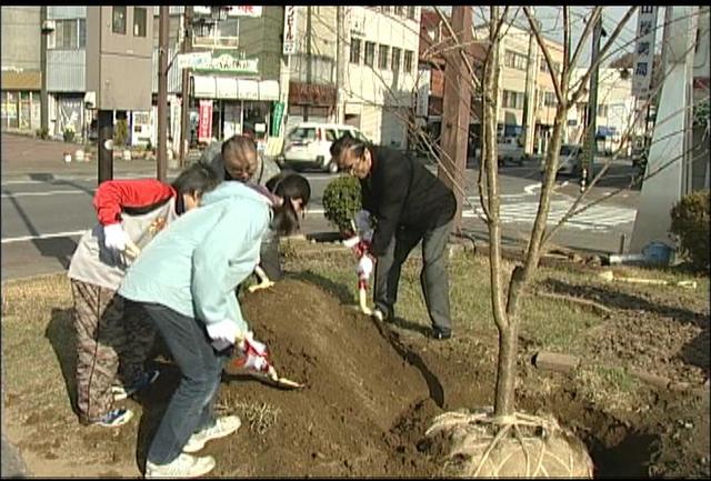 伊那北駅前にタカトオコヒガンザクラを植樹