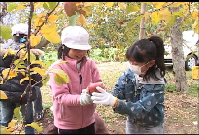 東春近小の児童がリンゴ収穫