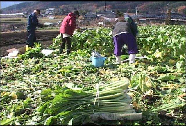 野沢菜まつり