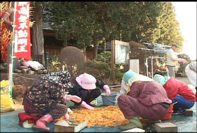 恩徳寺でギンナン種取り作業