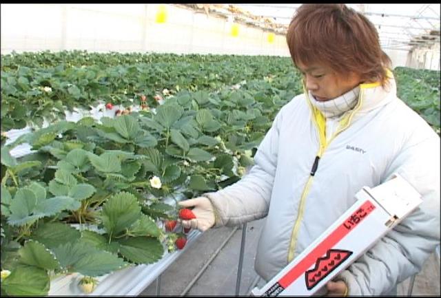 大芝のイチゴ出荷始まる