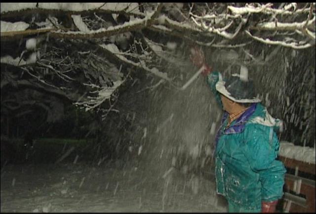 上伊那大雪　高遠城址公園では桜守が雪下ろし