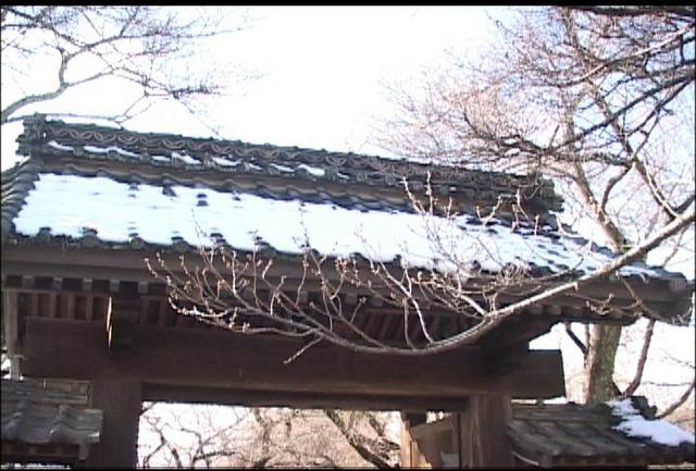 高遠の桜4月5日開花予想