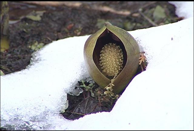 伊那市横山のザゼンソウ　顔を出す