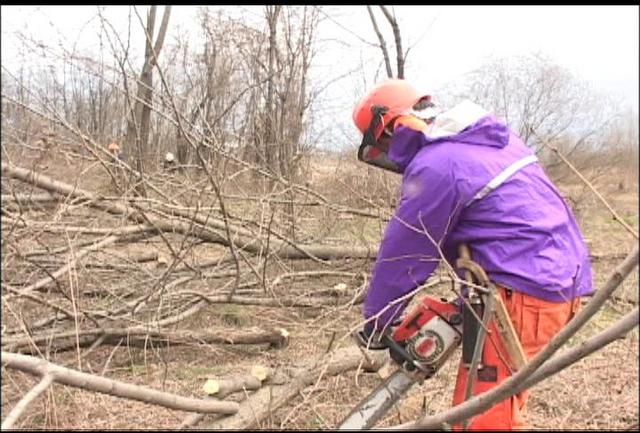 天竜川河川敷で伐採作業