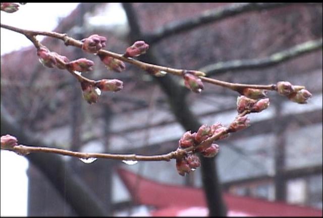 高遠の桜4月4日開花予想