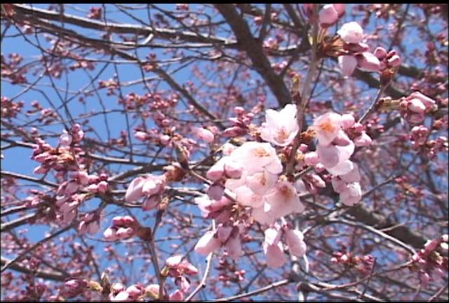 南信森林管理署の桜　咲き始める