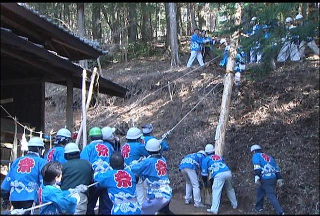 北福地御柱祭の御柱祭　盛大に